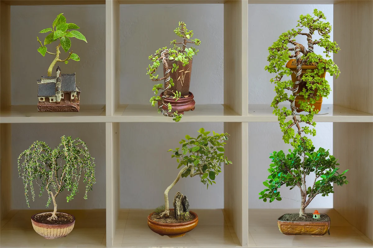 Why Bonsai collection