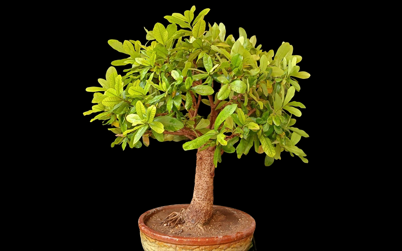 Bonsai gallery image 10