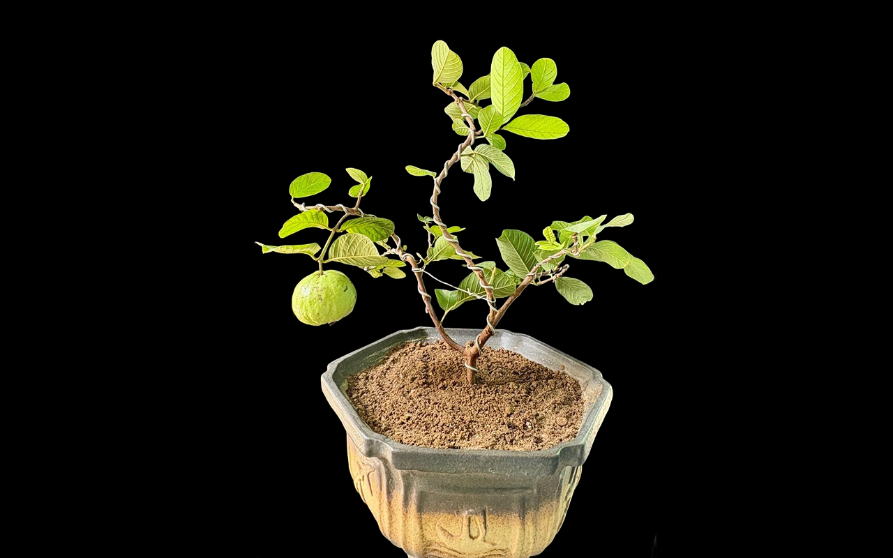 Bonsai gallery image 3