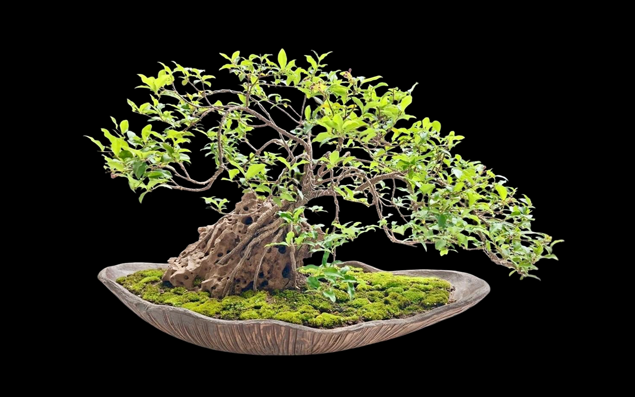 Bonsai gallery image 5
