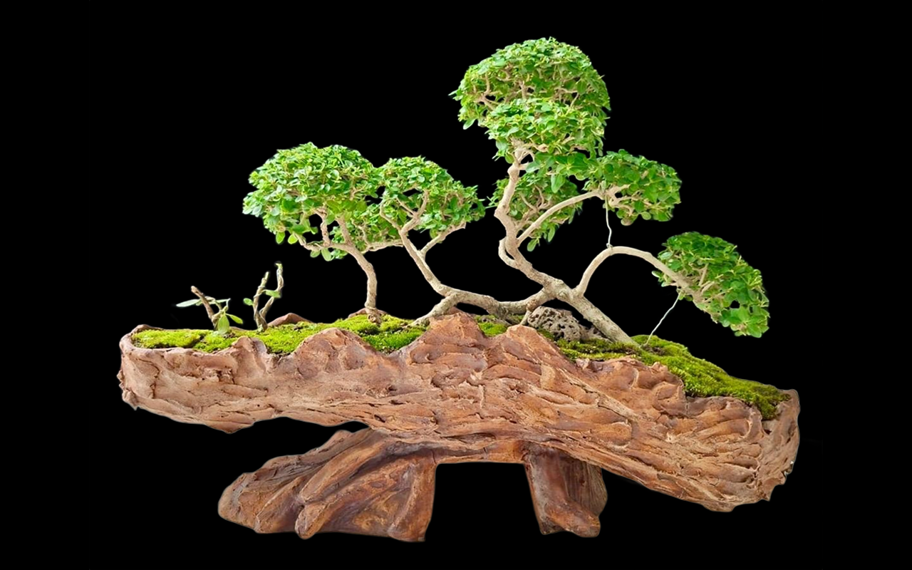 Bonsai gallery image 6