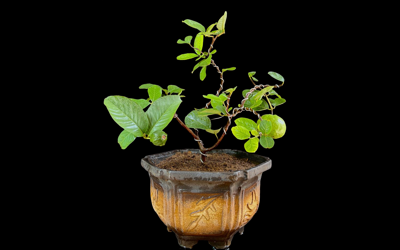 Bonsai gallery image 7