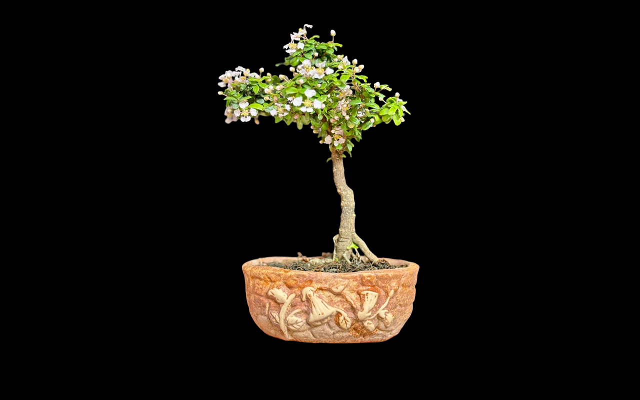 Bonsai gallery image 8