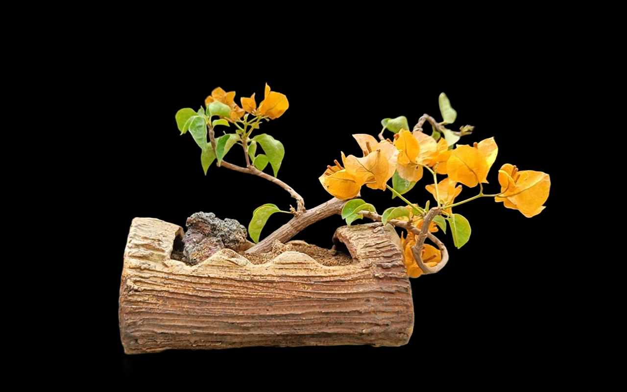 Bonsai gallery image 9