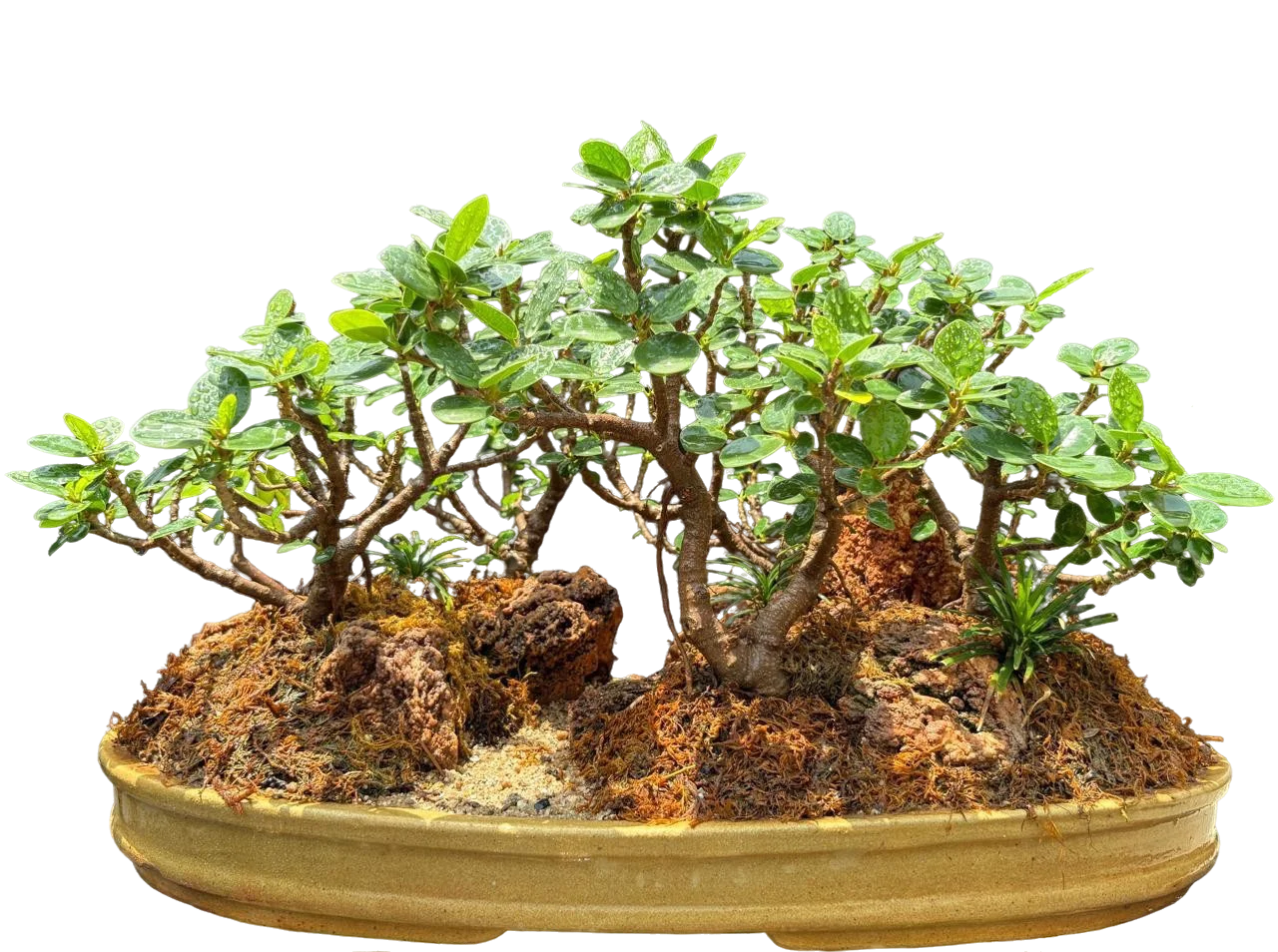 Bonsai slide 3