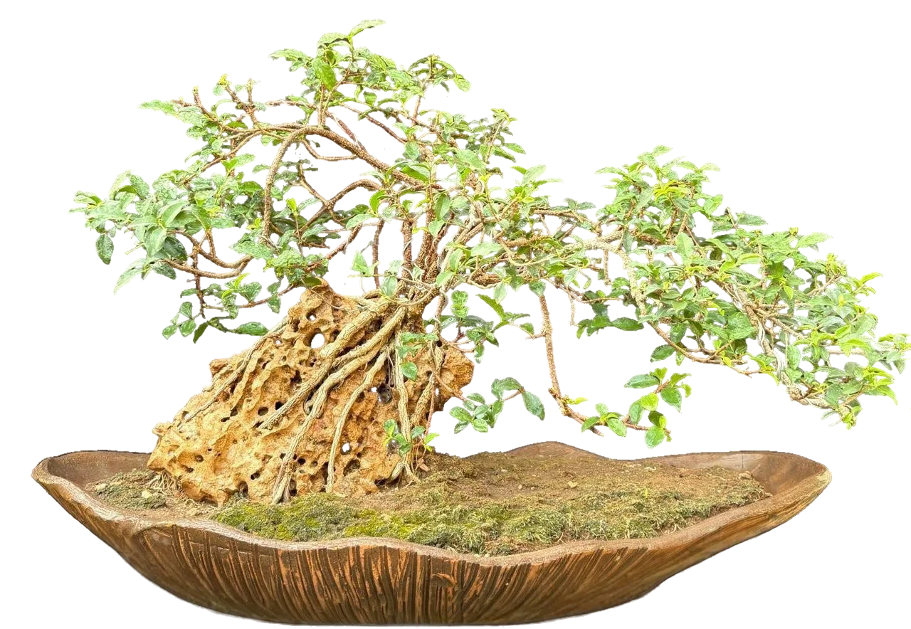 Bonsai slide 4