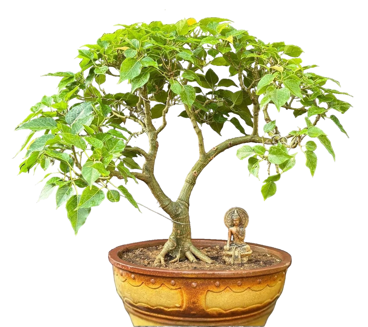 Bonsai slide 5