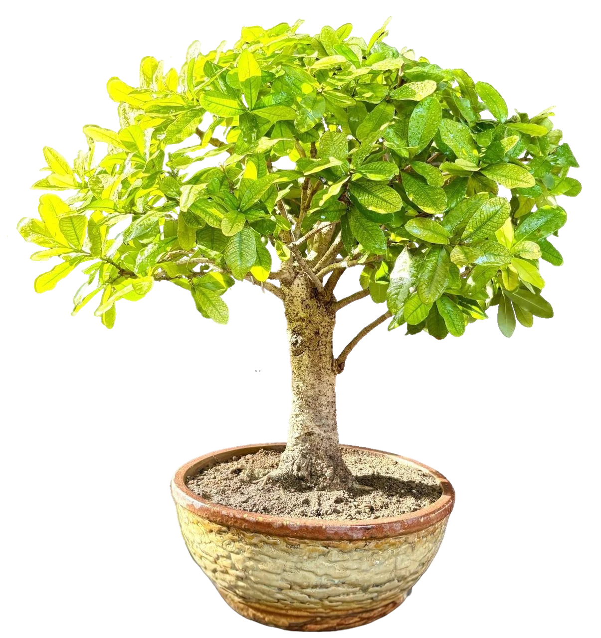 Bonsai slide 6