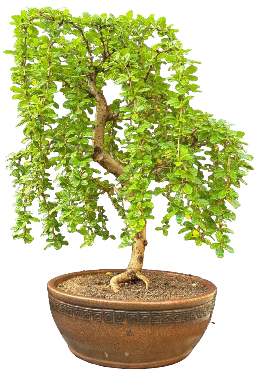 Bonsai slide 7