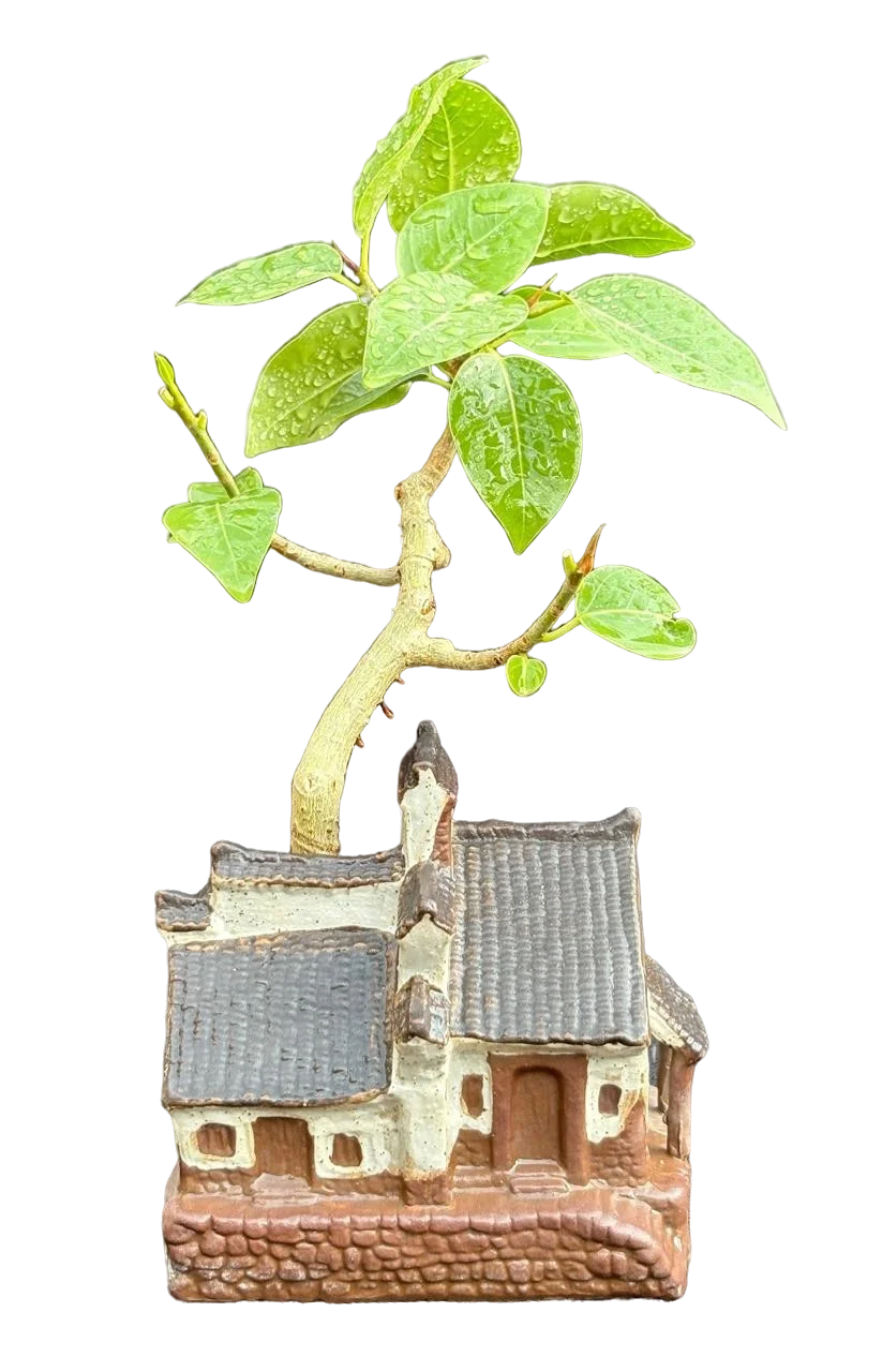 Bonsai slide 9