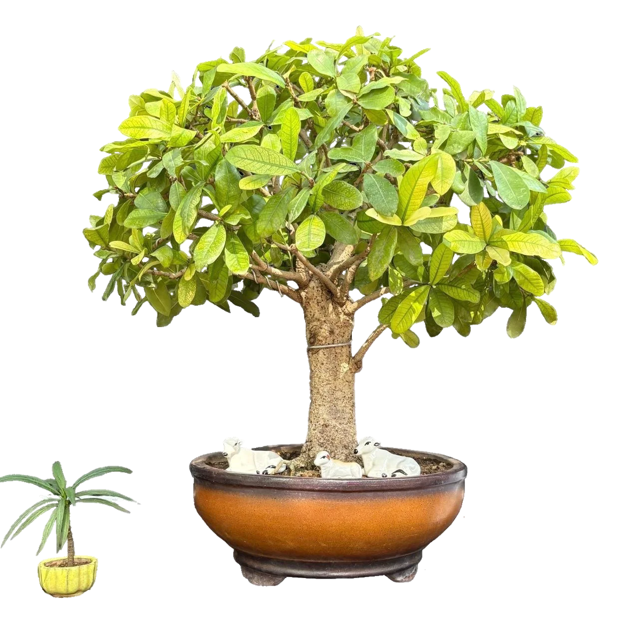 Bonsai Art