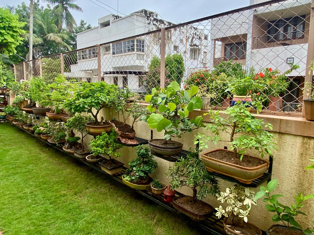 Bonsai shelf