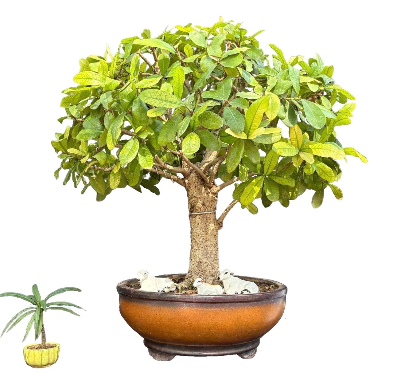 The World of Bonsai